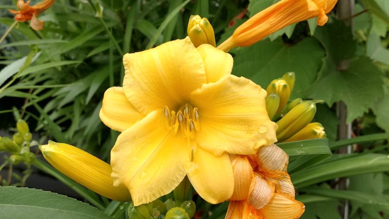 マインドフルネス